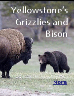 Yellowstone National Park is the only place on Earth where bison and grizzly bears coexist in significant numbers.